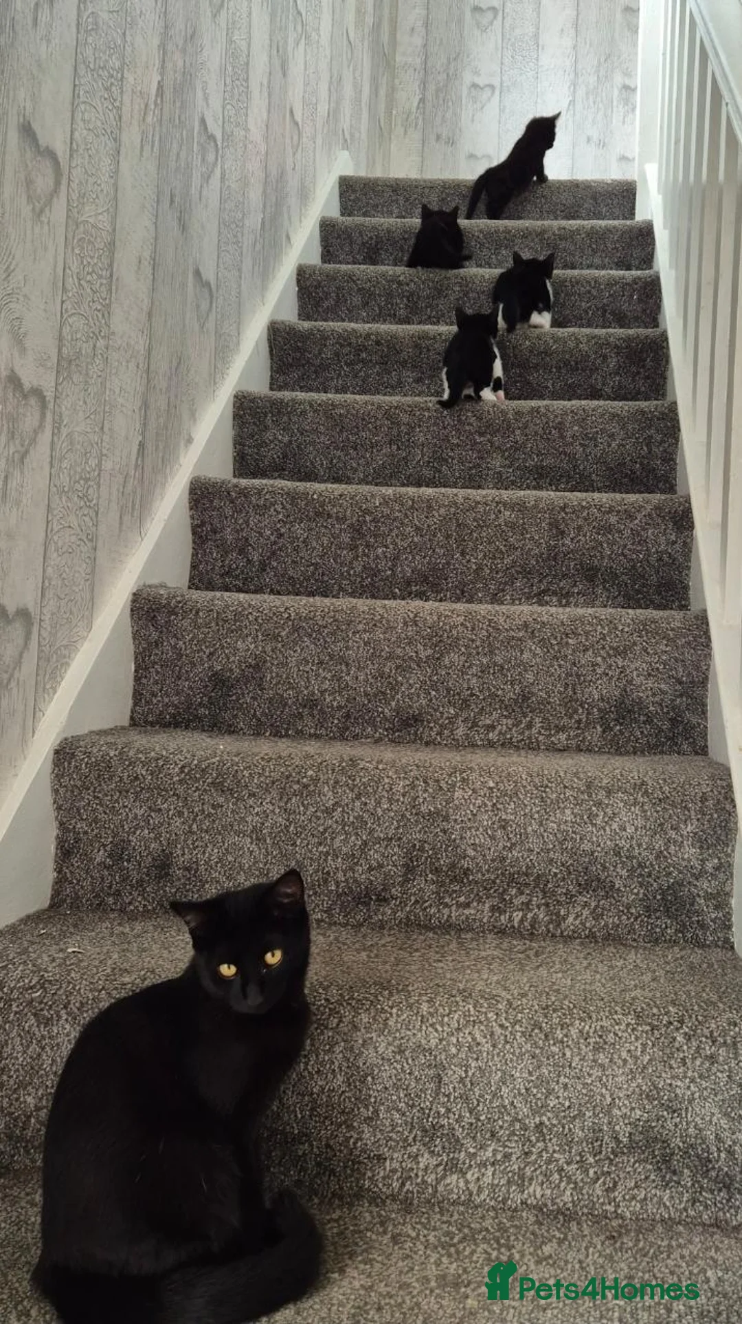 British Shorthair cats for sale: Adorable black and white kittens in Hayling Island - Advert 9