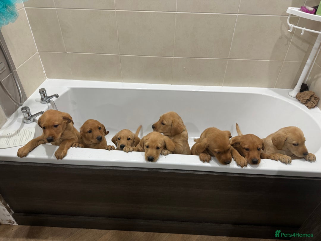 Labrador Retriever dogs for sale: Beautiful kc reg Labrador pups - Image 8