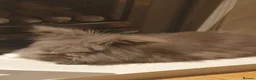 Lionhead rabbits for sale: Female Lionhead rabbit needing a new loving home - Advert 7