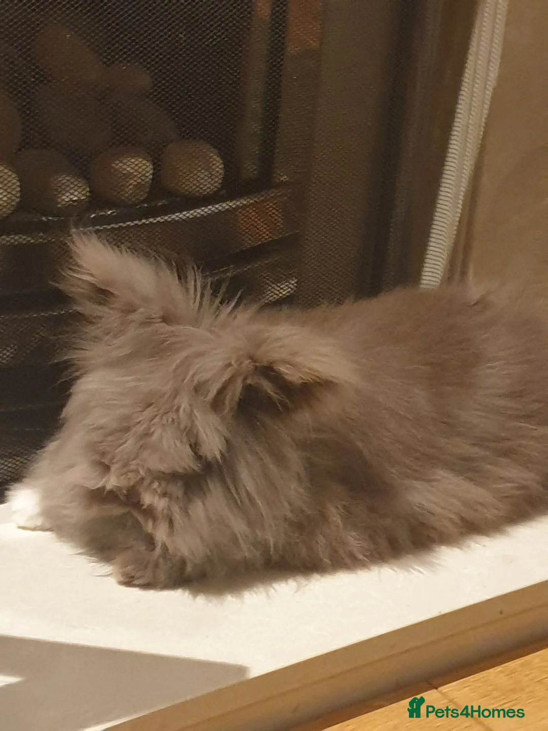 Lionhead rabbits for sale: Female Lionhead rabbit needing a new loving home - Advert 7