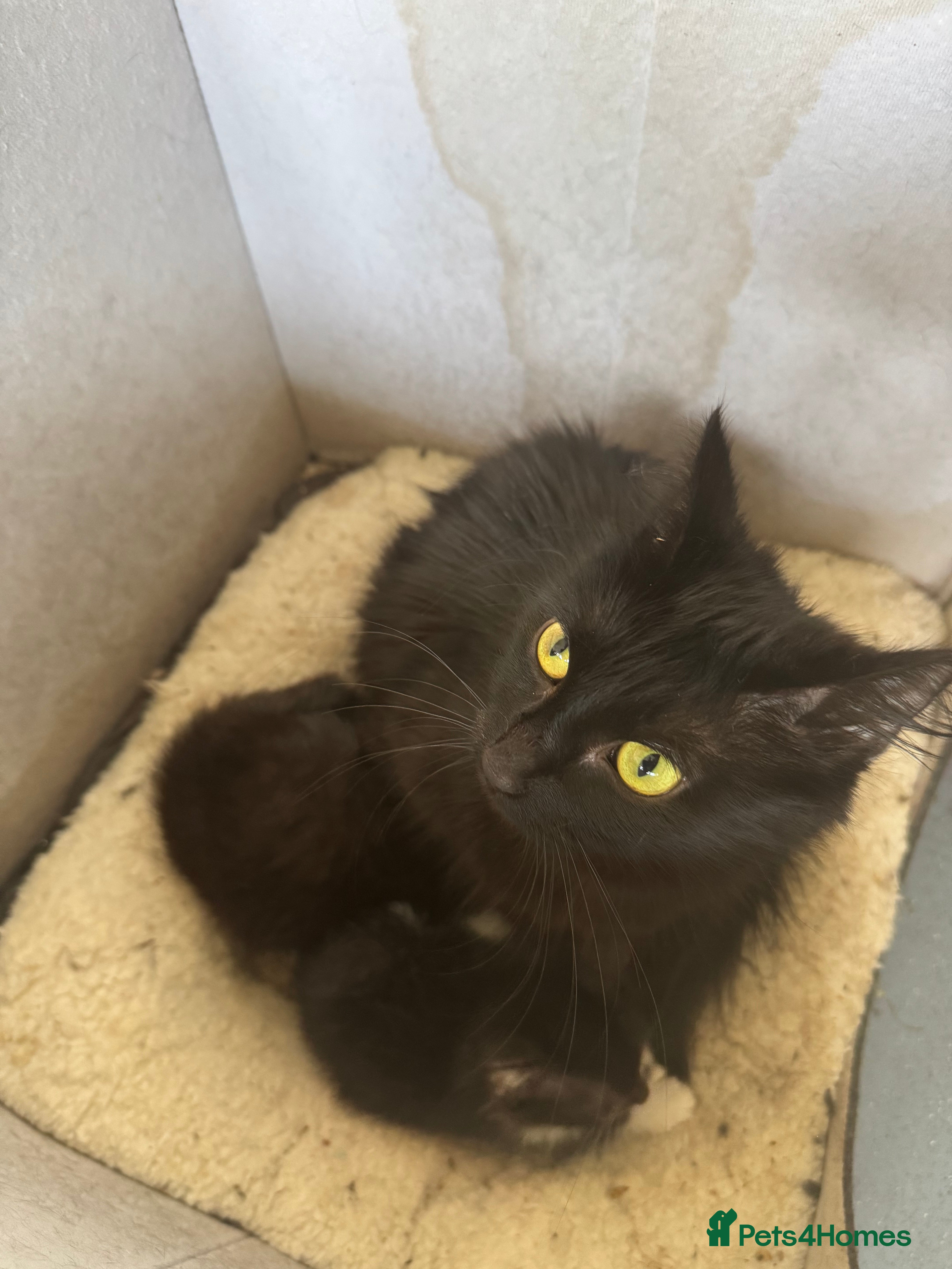 Mixed Breed cats Adorable little kitten - Advert 3