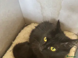 Mixed Breed cats Adorable little kitten - Advert 3