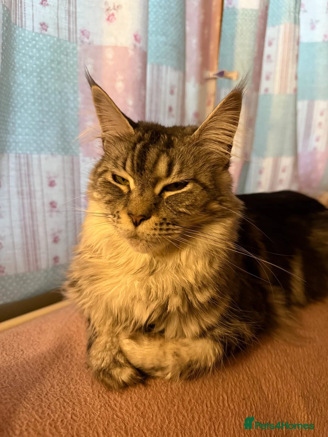 Gallery Image {{count}}