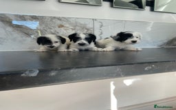 Jackapoo dogs for sale: Jackapoo puppies mini poodle very small - Image 3
