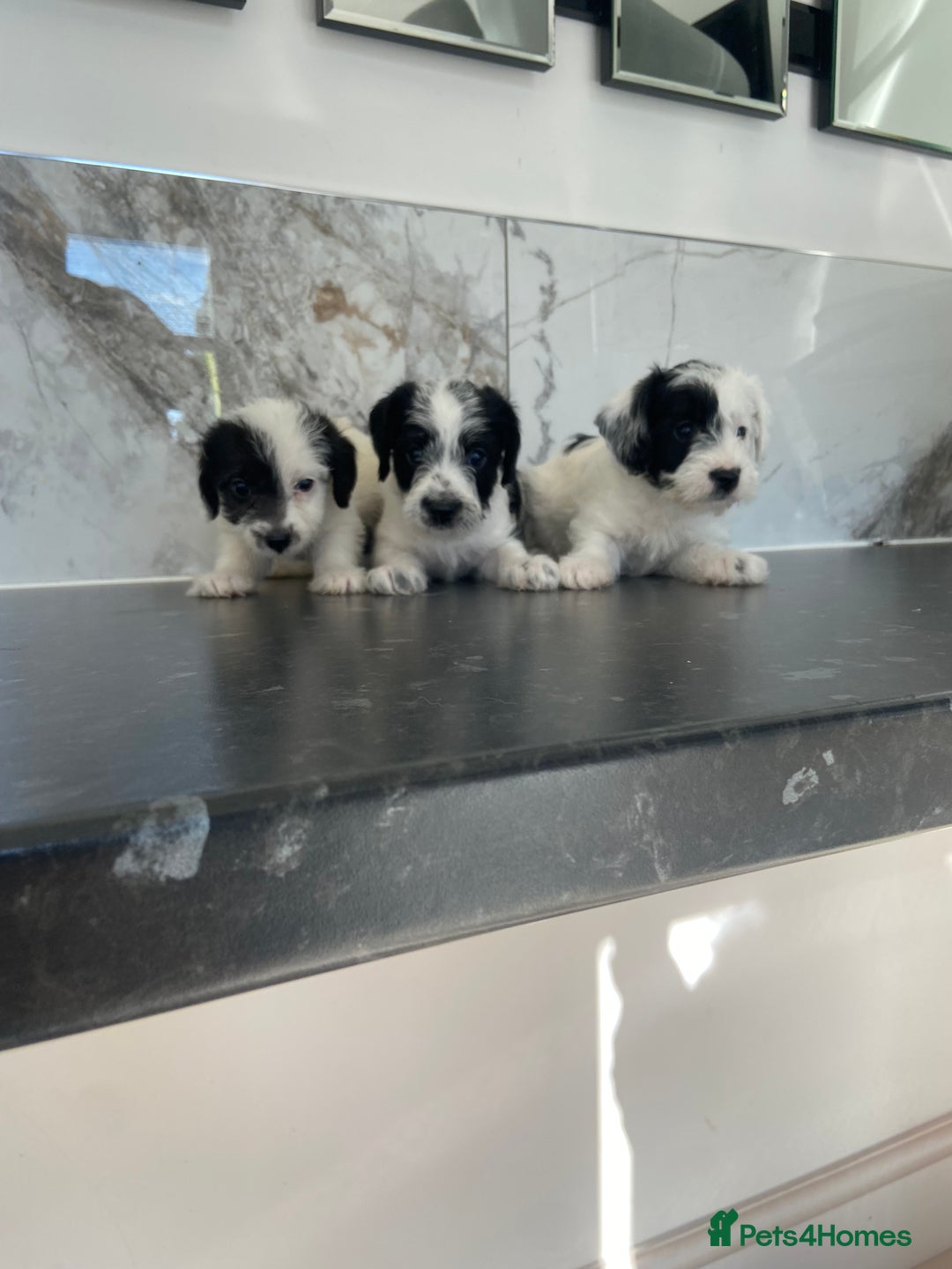 Jackapoo dogs for sale: Jackapoo puppies mini poodle very small - Image 3
