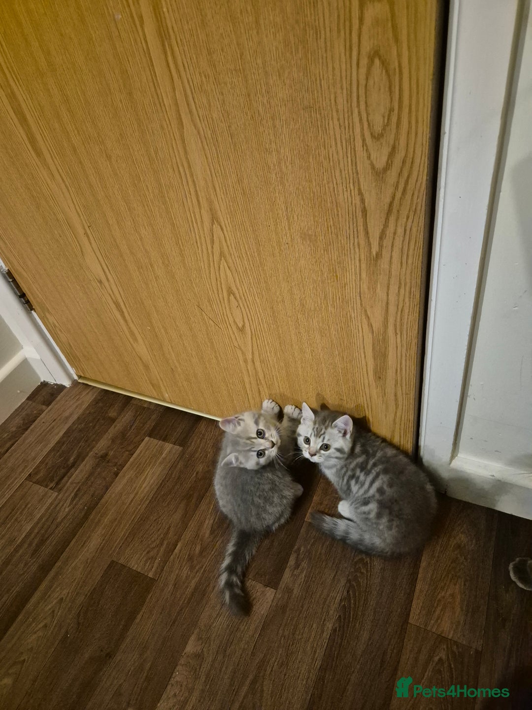 British Shorthair cats for sale: Beautiful BSH Kittens - Image 22