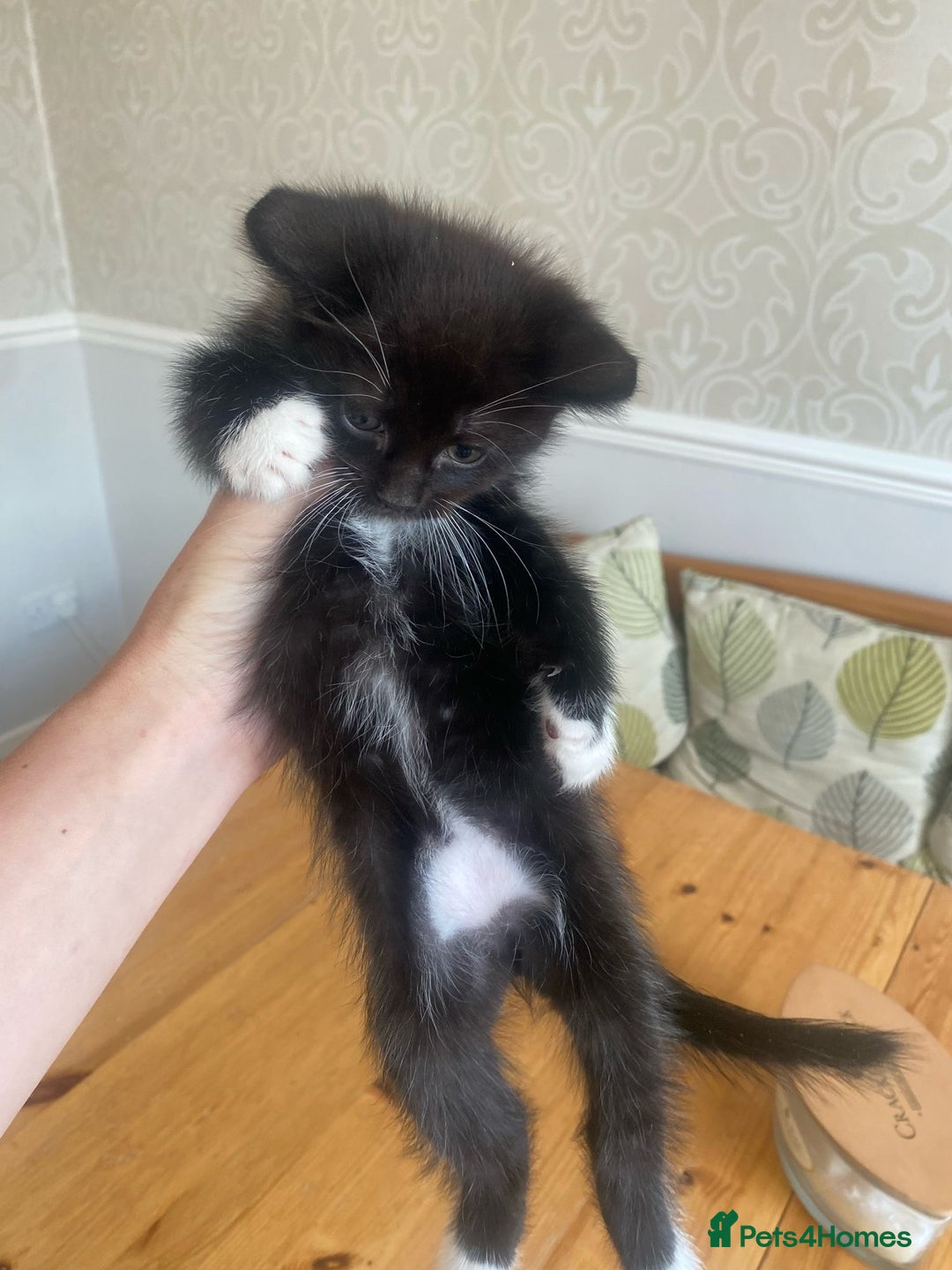 Domestic Shorthair cats for sale: Fluffy Black and White Male Kitten  - Image 17