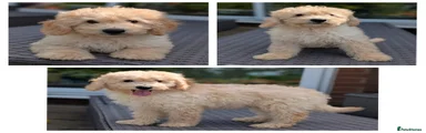 Cavapoo Puppy 9