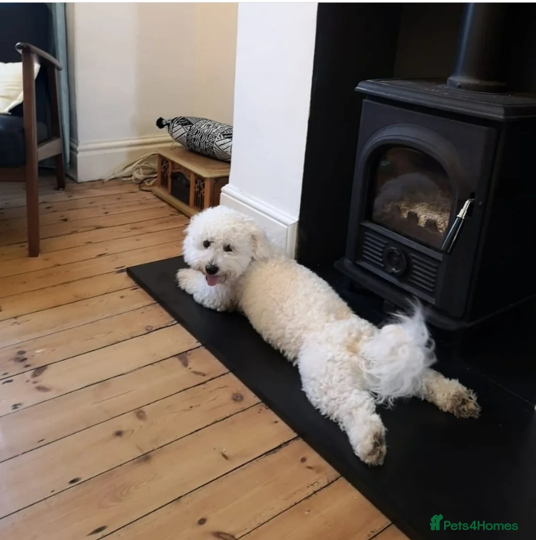 Bichon Frise dogs for stud: Bichon Frise for stud in Milton Keynes - Advert 2