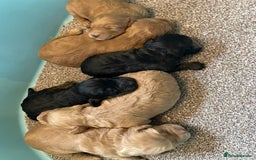 Cockapoo dogs for sale: Outstanding F1 cockapoo - Advert 13