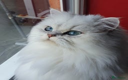 Persian cats for sale: Female persian chinchilla ready to leave - Image 7