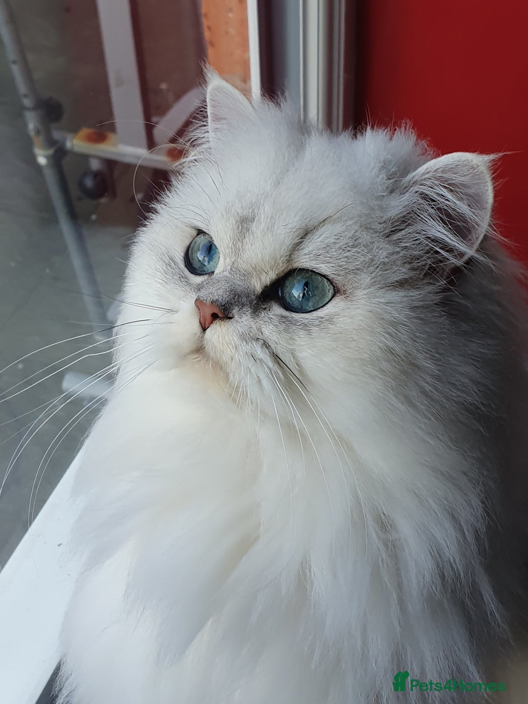 Persian cats for sale: Female persian chinchilla ready to leave - Image 7