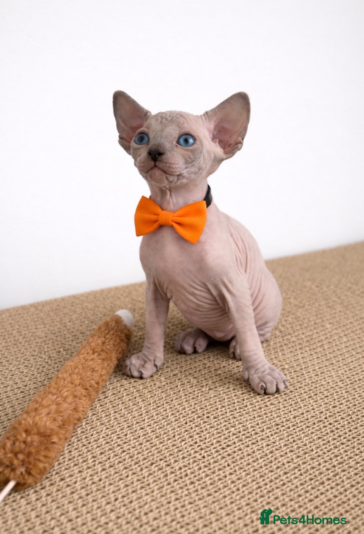 Sphynx cats     Exceptional TICA Sphynx Kittens  - Advert 1