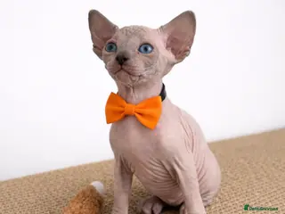 Sphynx cats Exceptional TICA Sphynx Kittens - Advert 2