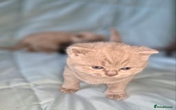British Shorthair cats for sale: British short and long haired kittens GCCF  - Image 6