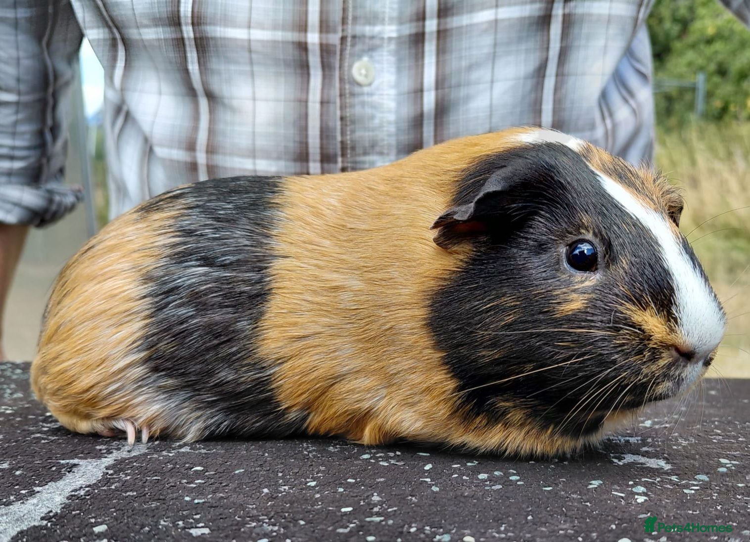Guinea Pig rodents Pretty female guinea pigs for sale  - Advert 1