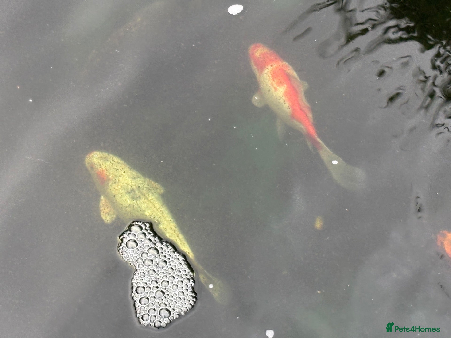 Other/Mixed Breed fish  8 Healthy Mature Pond Fish Job Lot  - Advert 1