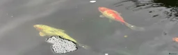 Other/Mixed Breed fish for sale:  8 Healthy Mature Pond Fish Job Lot  in Caerphilly - Advert 1