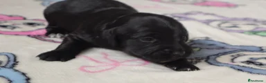 Sprocker Puppy 3