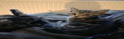 Mixed Breed cats for sale: Kittens looking new loved home in Wisbech - Advert 3