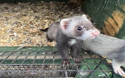 Ferret rodents for sale: Baby ferrets for sale  - Image 1