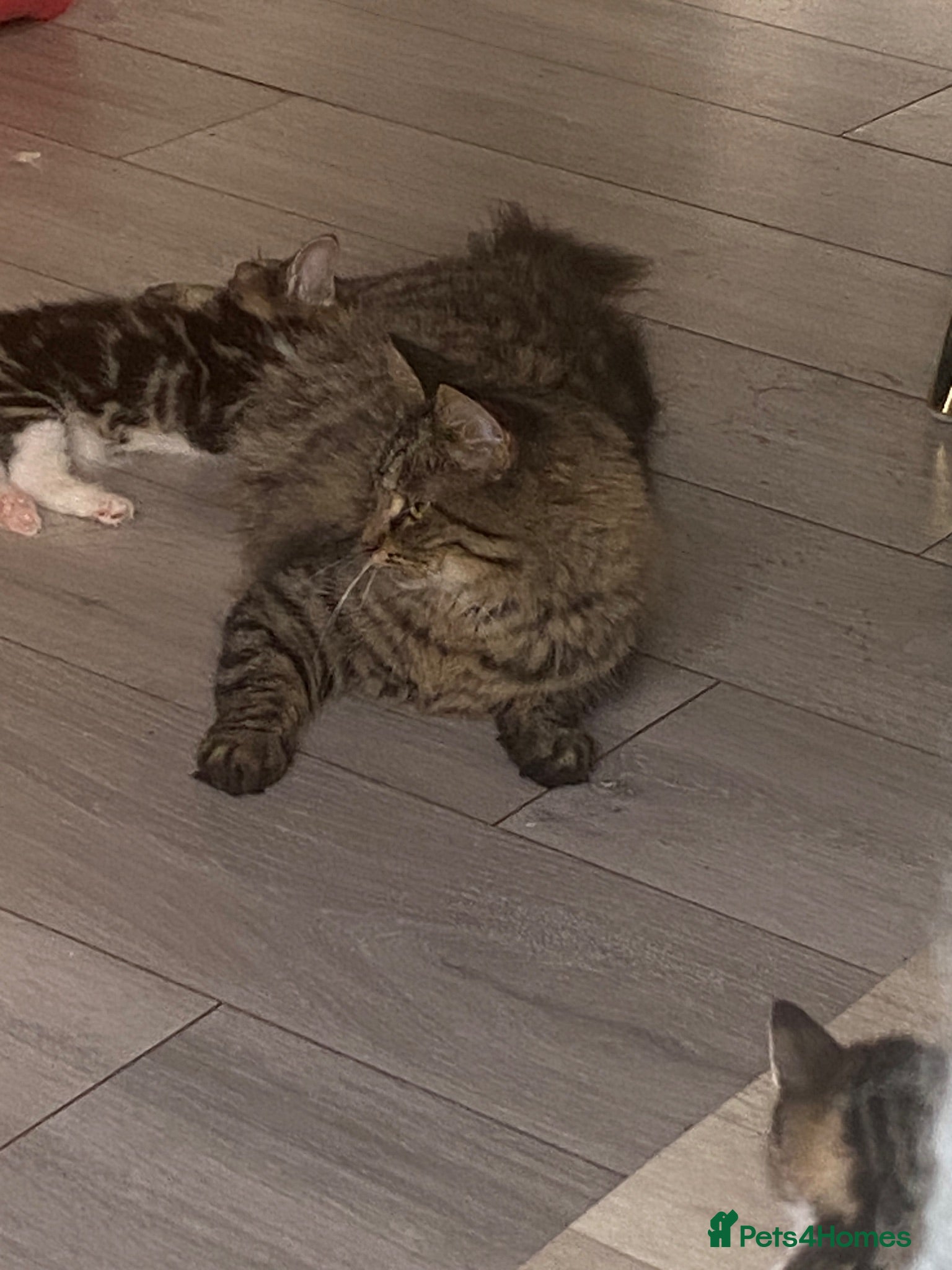 Maine Coon cats Miss Alison Clark - Advert 10