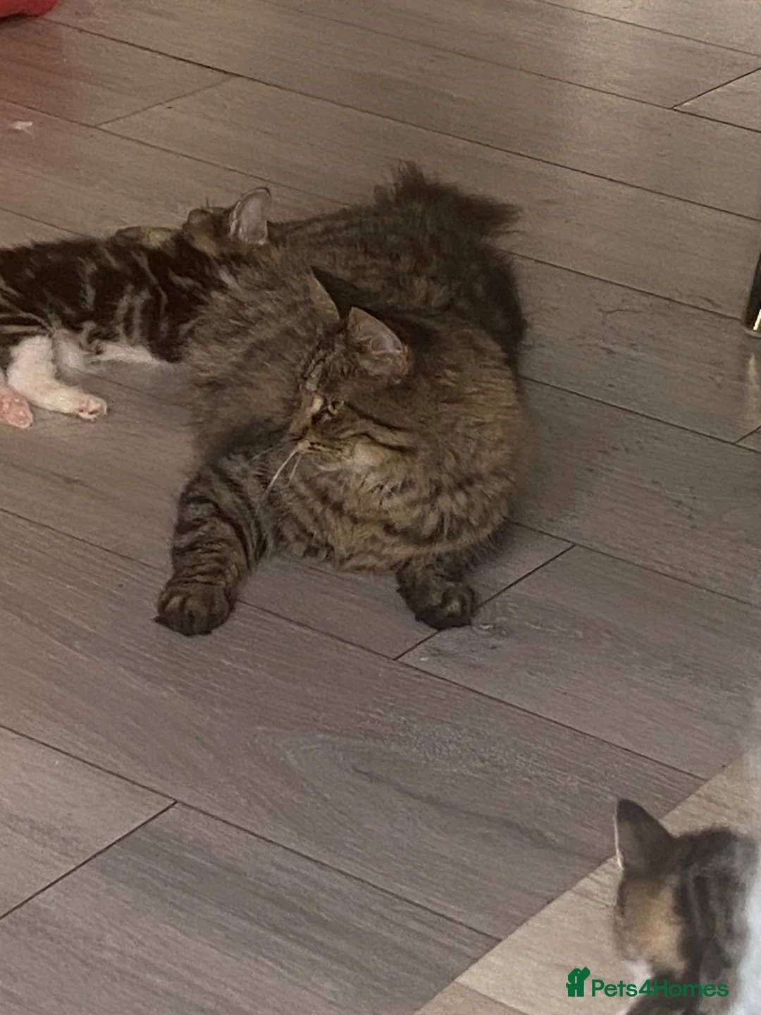 Maine Coon cats for sale: Miss Alison Clark - Advert 1