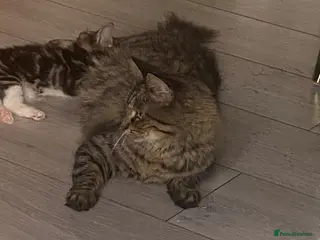 Maine Coon cats Miss Alison Clark - Advert 1