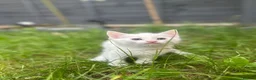 Turkish Angora cats for sale: 🐾 Two adorable kittens looking for a forever home in Hemel Hempstead - Advert 8
