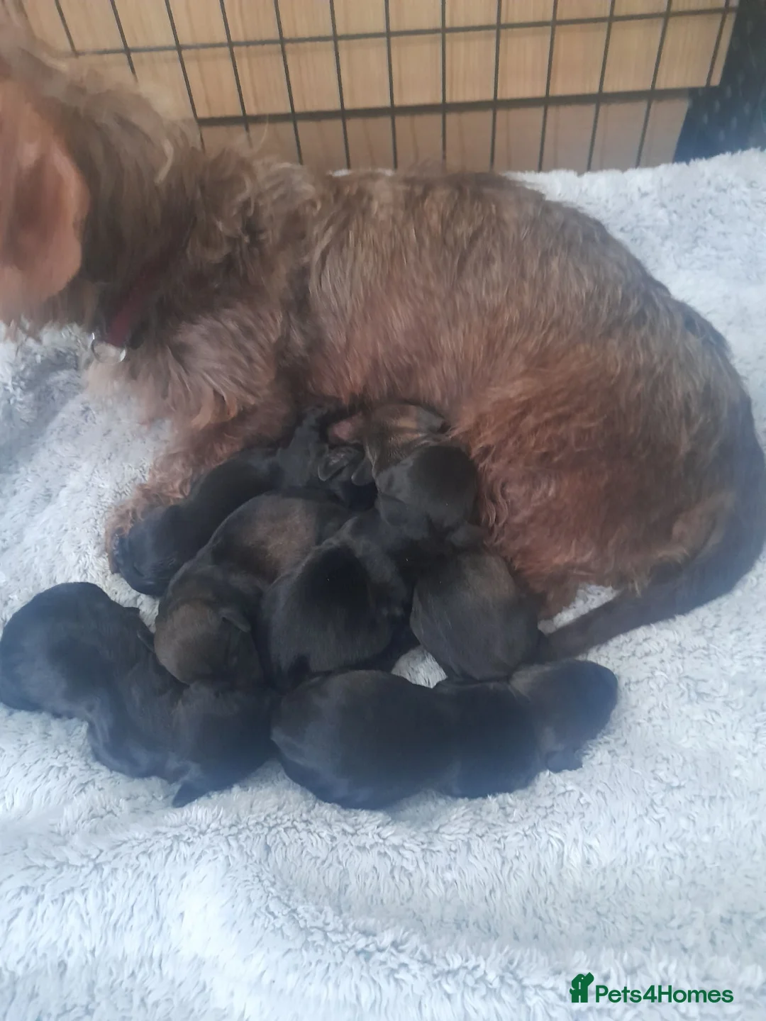 Dachshund dogs for sale: Wire haired daschound teckles - Advert 2