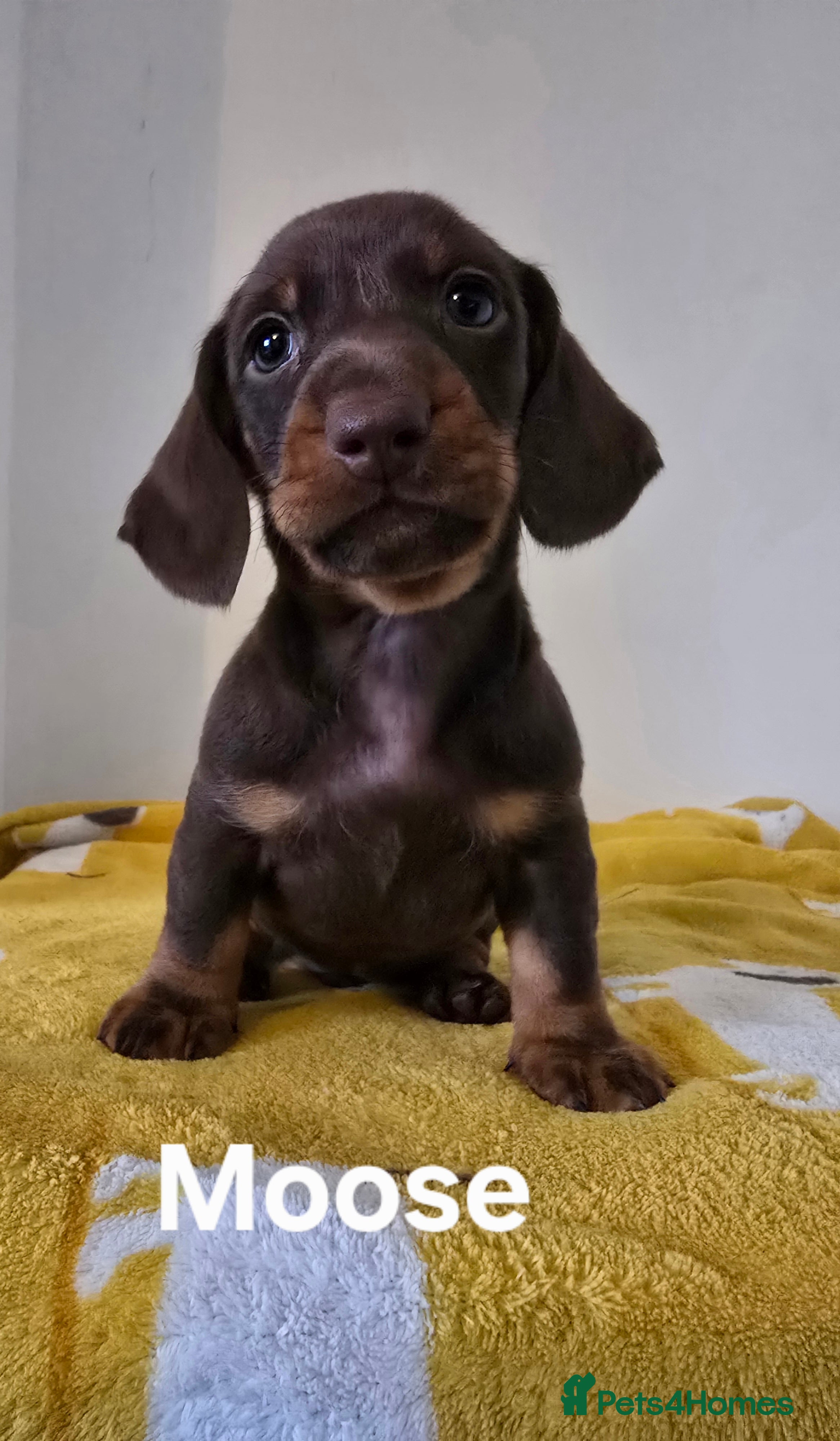 Dachshund dogs Beautiful Dachshund Boy - Advert 12