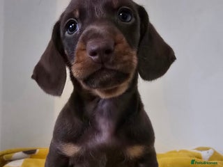 Dachshund dogs Beautiful Dachshund Boy - Advert 12