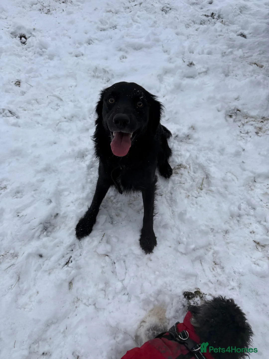 Mixed Breed dogs for stud: Dog for stud. in Inverness - Advert 2