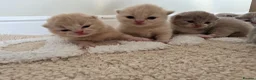 British Shorthair cats for sale: Exceptional GCCF Champion British shorthair - Advert 2