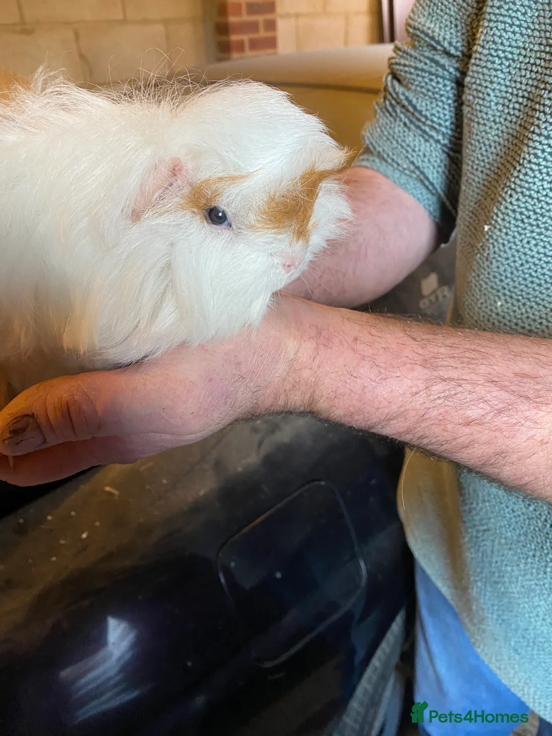 Guinea Pig rodents for sale: Peruvian Guinea pigs  - Advert 8