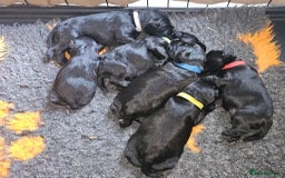 Miniature Schnauzer dogs for sale: Miniature Schnauzer puppies - Image 11