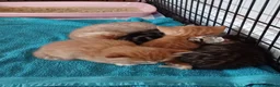 Mixed Breed cats for sale: 5 x kittens lovely colours - Advert 9