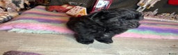Mixed Breed dogs for sale: Pompoo non shedding fluffy teddy  - Advert 2