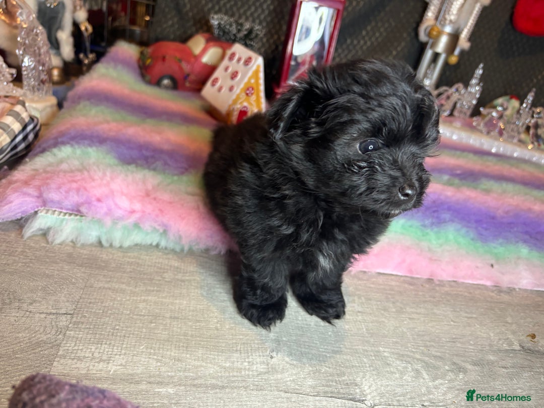 Mixed Breed dogs for sale: Pompoo non shedding fluffy teddy  - Advert 2