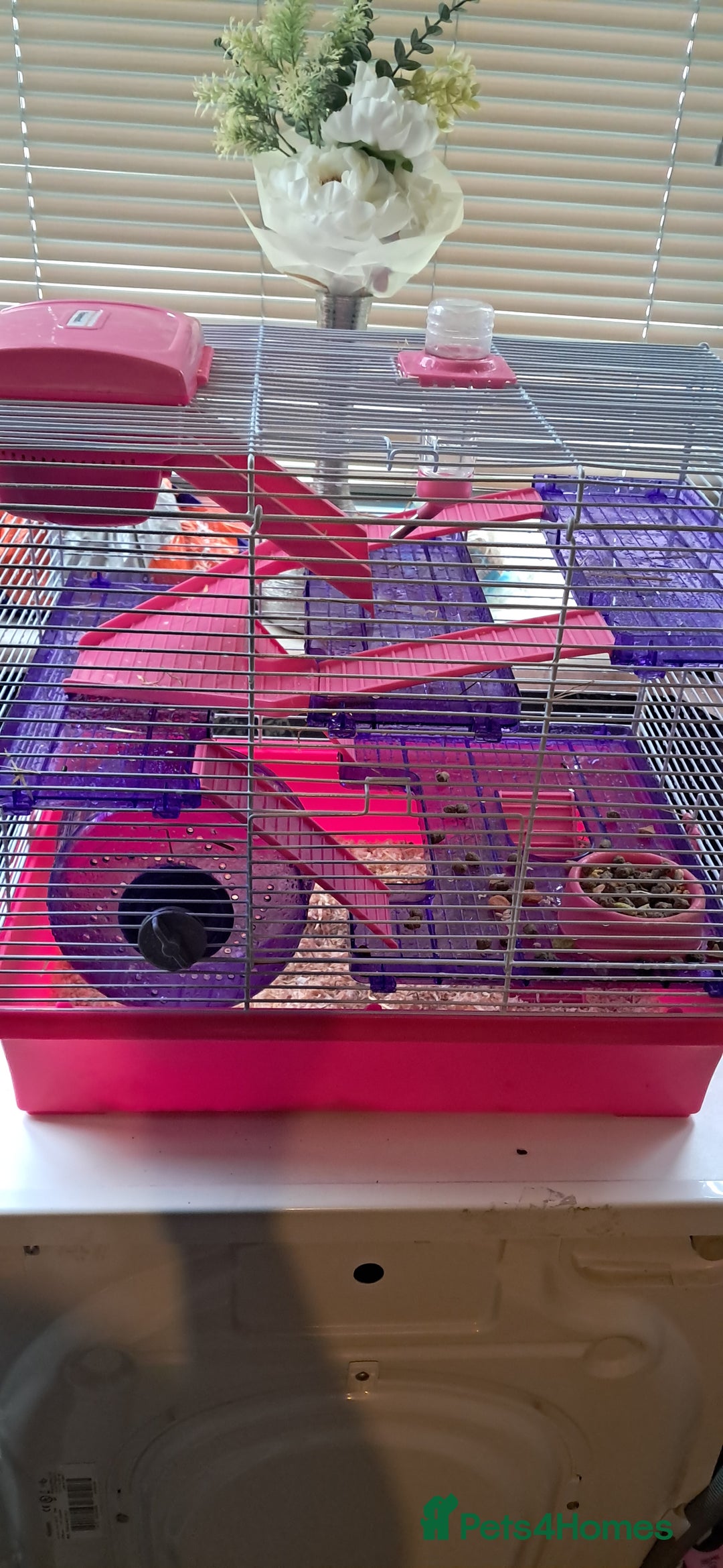 Hamster rodents for sale: Russian hamster with cage  - Image 2