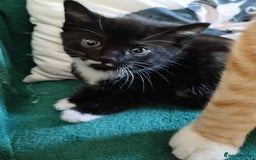 British Shorthair cats for sale: 2 well natured male kittens available now - Image 5