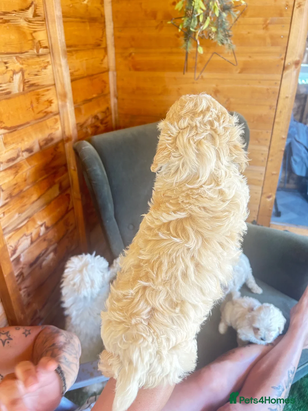 Maltipoo dogs for sale: MALTIPOOS!!! - Advert 28