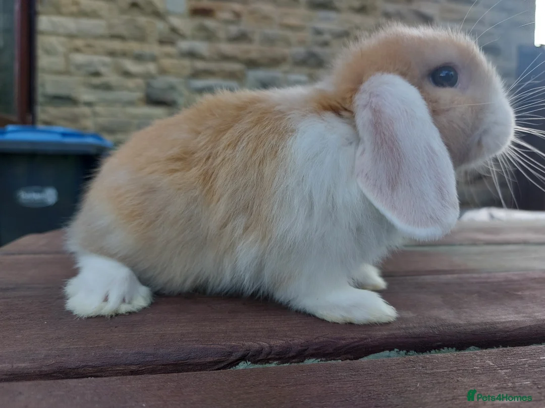 Mini Lop rabbits for sale: ☆ Two Baby Doe Mini Lops ☆ - Advert 1