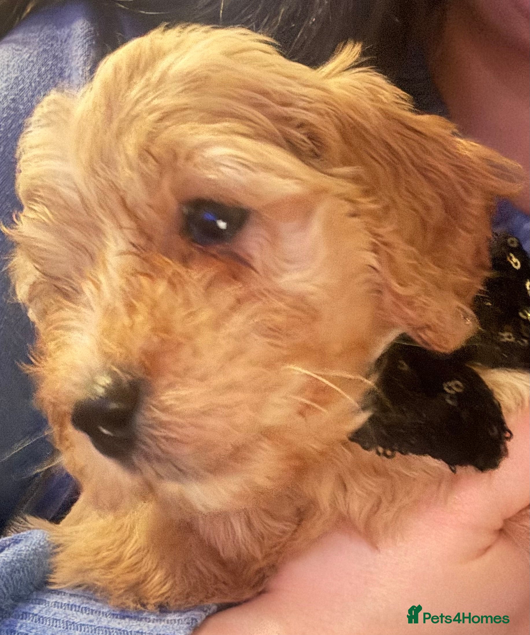 Cockapoo dogs ⭐️EXTENSIVELY HEALTH TESTED,Cockapoo F1B Puppies⭐️ - Advert 17