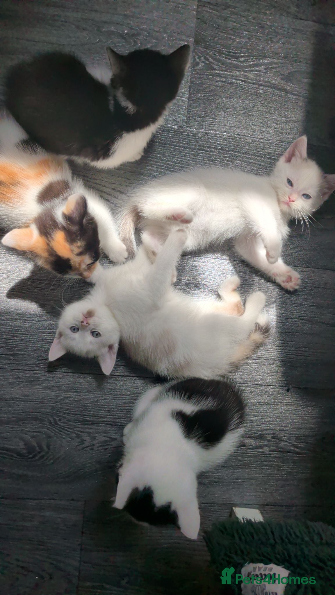 Mixed Breed cats Cute kittens  - Advert 3