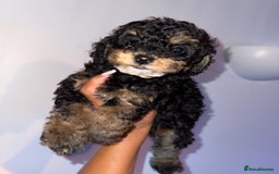Cavapoo dogs for sale: Miniature cavapoos  - Image 23