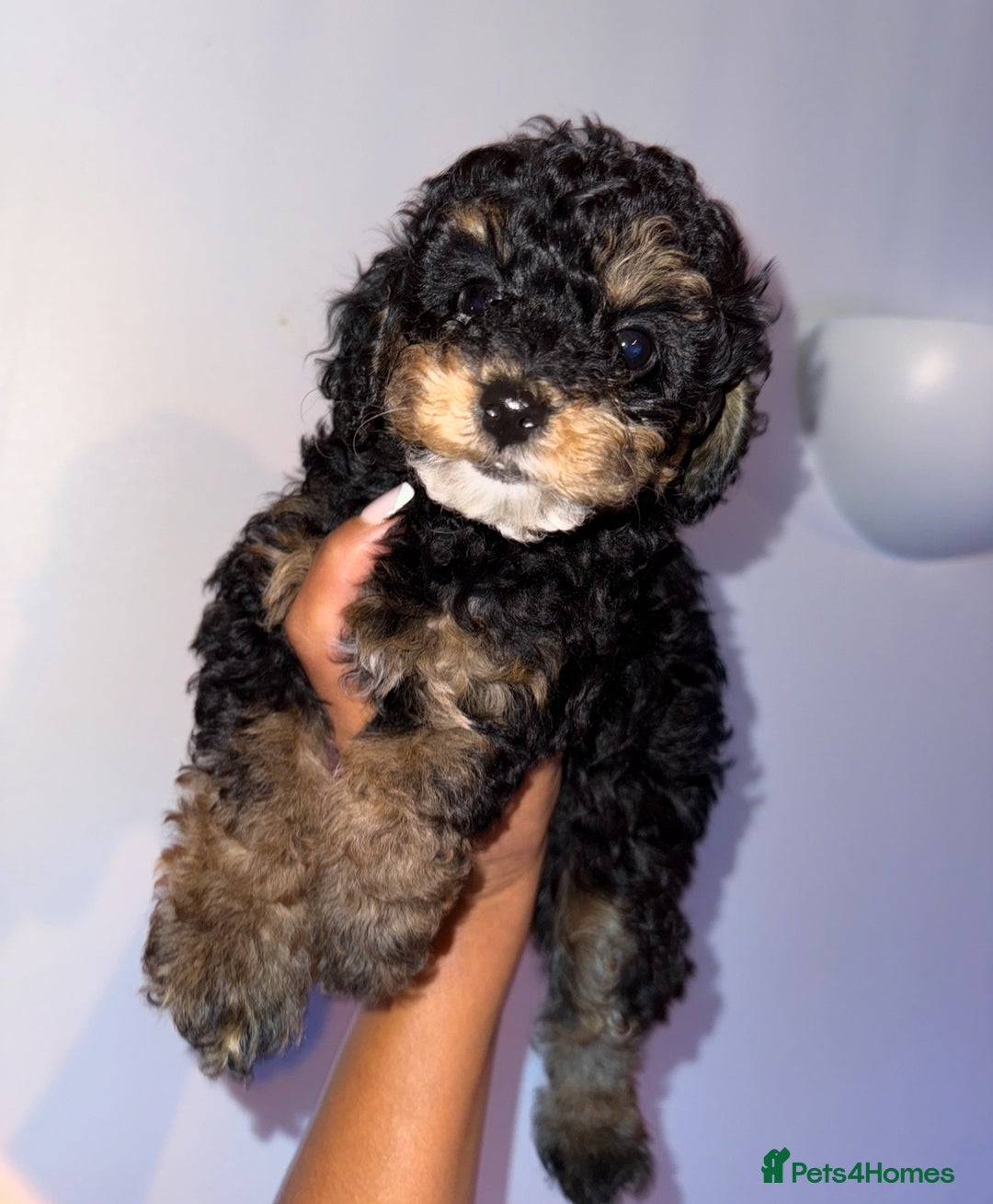 Cavapoo dogs for sale: Miniature cavapoos  - Image 23