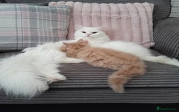 Maine Coon cats for sale: White female mainecoon kitten - Image 9