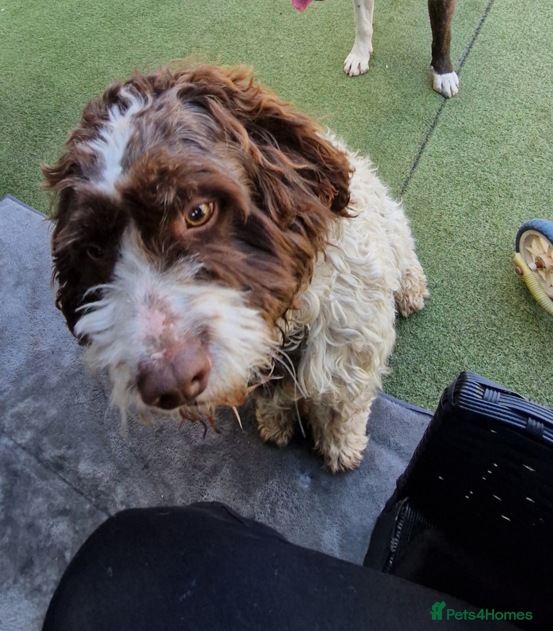 Mixed Breed dogs for sale: Make springer  3 years old  - Image 1