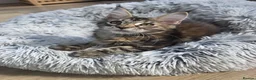 Maine Coon cats for sale: TICA Maine Coon Kittens | Russian Bloodlines - Advert 28